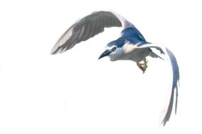 Heron Flight Isolated