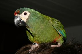 green beautiful parrot in the dark
