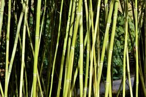 Bamboo Forest Giant