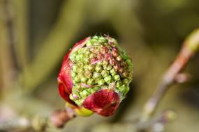 Rowan Chinese Bird Berry Sorbus