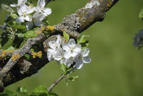 Spring Blossom Bloom Apple