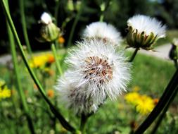 Dandelion Nature Flower