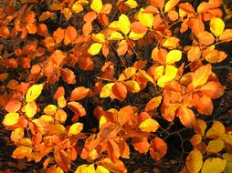 Leaves Autumn Colors