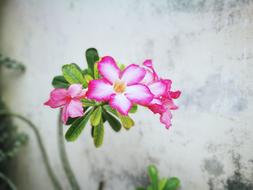 Flower Pink
