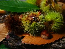 Fall Chestnut Season