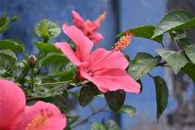 Hibiscus Flower Pink