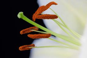 Amarylis Flower Close