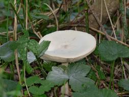Boletus Foliage Forest