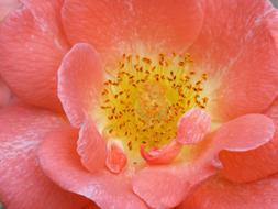 Flower Petals Pistils