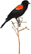black bird on a branch