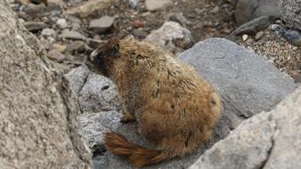Marmot on Mountain in Summer
