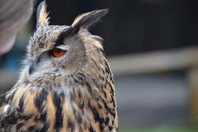 Wildlife Nature Bird