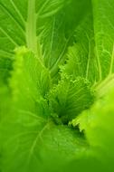 Leaves Green Cabbage Background