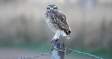 Nature Wild Life Birds