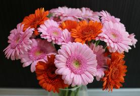 Flower Pink Orange