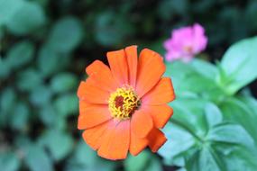 Flower blur Nature macro