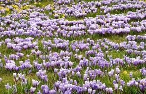 Crocuses Flowering Spring