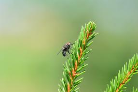 Fly Tree Forest Close