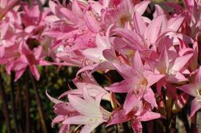 Lilies Flowers Pink