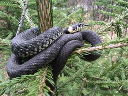 Nature Tree Wood Animal