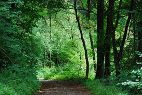 Wood Nature Landscape