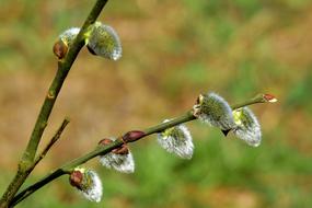 Nature Plant The Basis Of