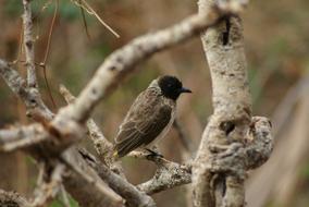 Nature Animal World Bird