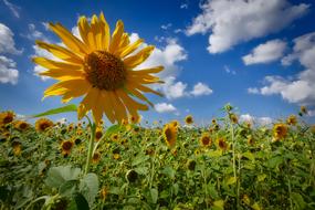 Sunflower Sky Field macro