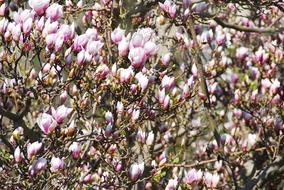 Flower Magnolia Plant