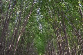 Tall Trees Stems Height Tree