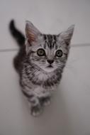 Cat Cute Animal