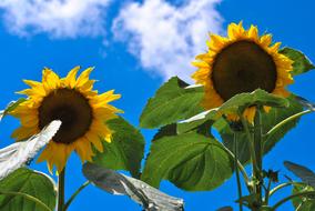 Sunflower Nature Yellow