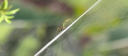 Nature Leaf Plant Wild
