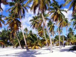 Palm Beach