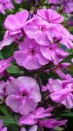 Phlox Flower Blossom