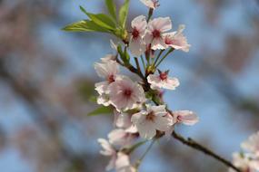 Flower Tree Branch Cherry