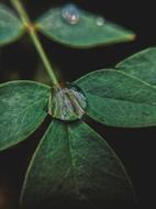 Leaf Nature Droplet
