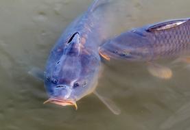 Carp Fish Water Surface