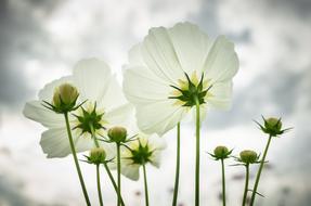Cosmos Autumn Flowers