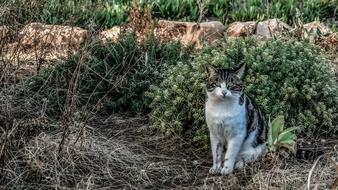 Cat Stray Eyes