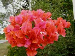 Red Flower Vine Plant