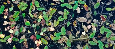 Foliage Invoice Pond