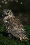 Eagle Owl Bird Of
