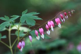 Nature Some People Don'T Leaf