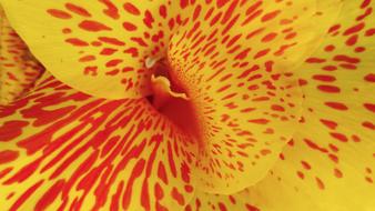 Canna Lily Yellow Flower Spotted