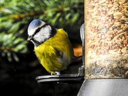 Blue Tit Nature