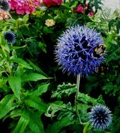 Echinops Drüsenblättrige Globe