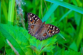 Butterfly Pan C Color Tan Wong