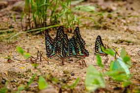 Insects Butterfly Caterpillar