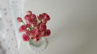 Nature Flowers Plants